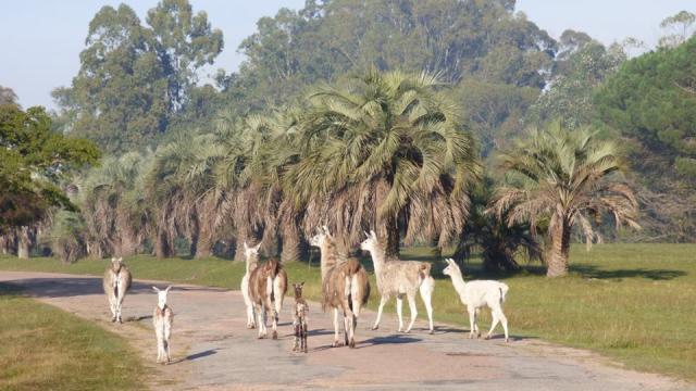 Parque 